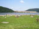 campingplads Lake Curwensville Recreation Area